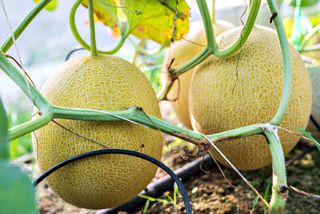 North American cantaloupe melon growing under cover