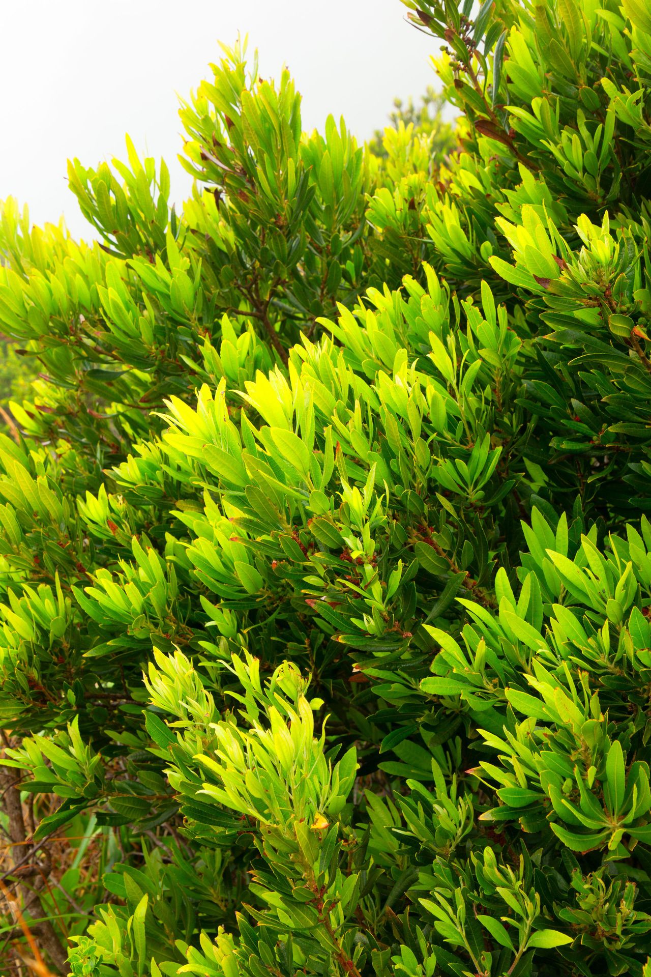 Best privacy hedges 10 privacy hedges for screening