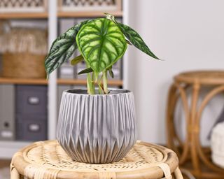 Small Alocasia baginda Dragon Scale indoor plant in grey ribbed pot