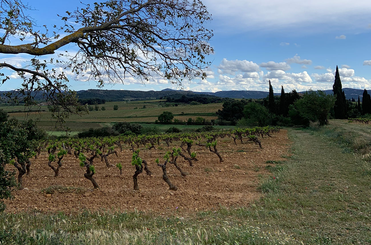 Corbi&amp;egrave;res &amp;amp; Minervois latest releases