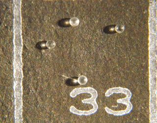 Researcher Mike Meyer mounted several microtektites on micropaleontology slides. These microspherules are likely proof that a meteorite struck the ocean near the state of Florida a couple of million years ago.