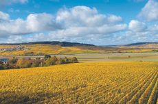 C&ocirc;te des Blancs Champagne