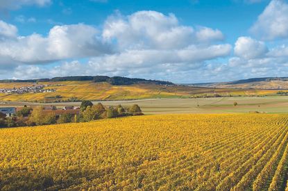 Côte des Blancs Champagne