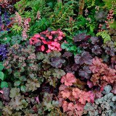 The planted border with mixed planting including Heuchera and Salvia