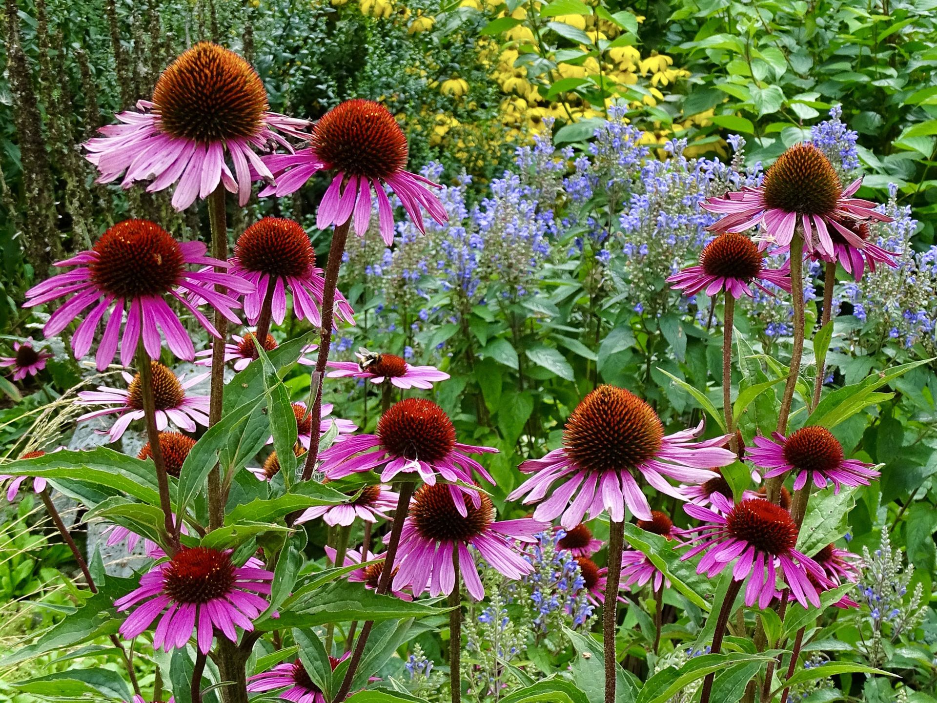 Cavolfiore rosa (Echinacea)