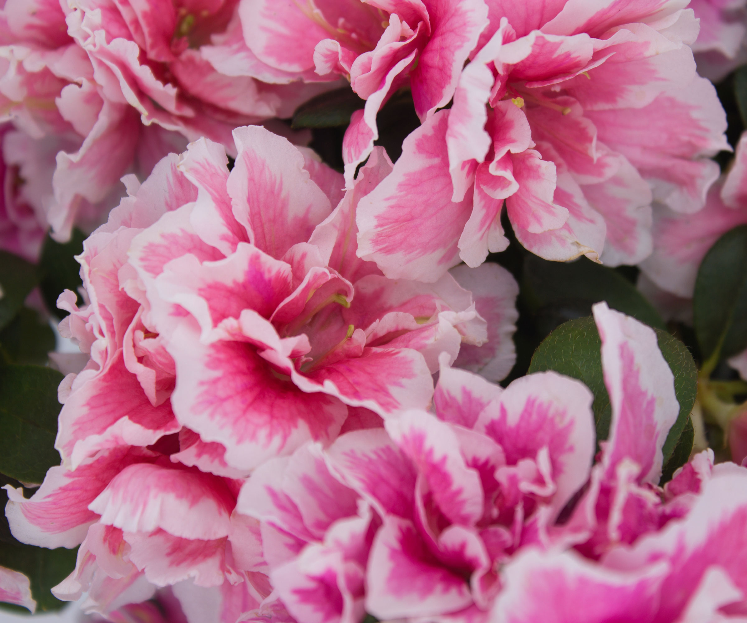 pink azalea in full bloom
