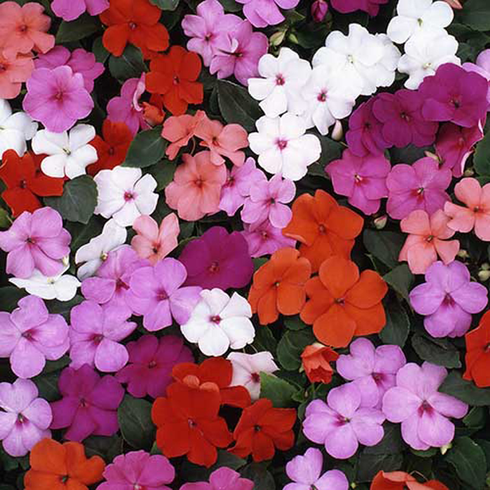 Stunning mix of Busy Lizzie flowers in hanging basket