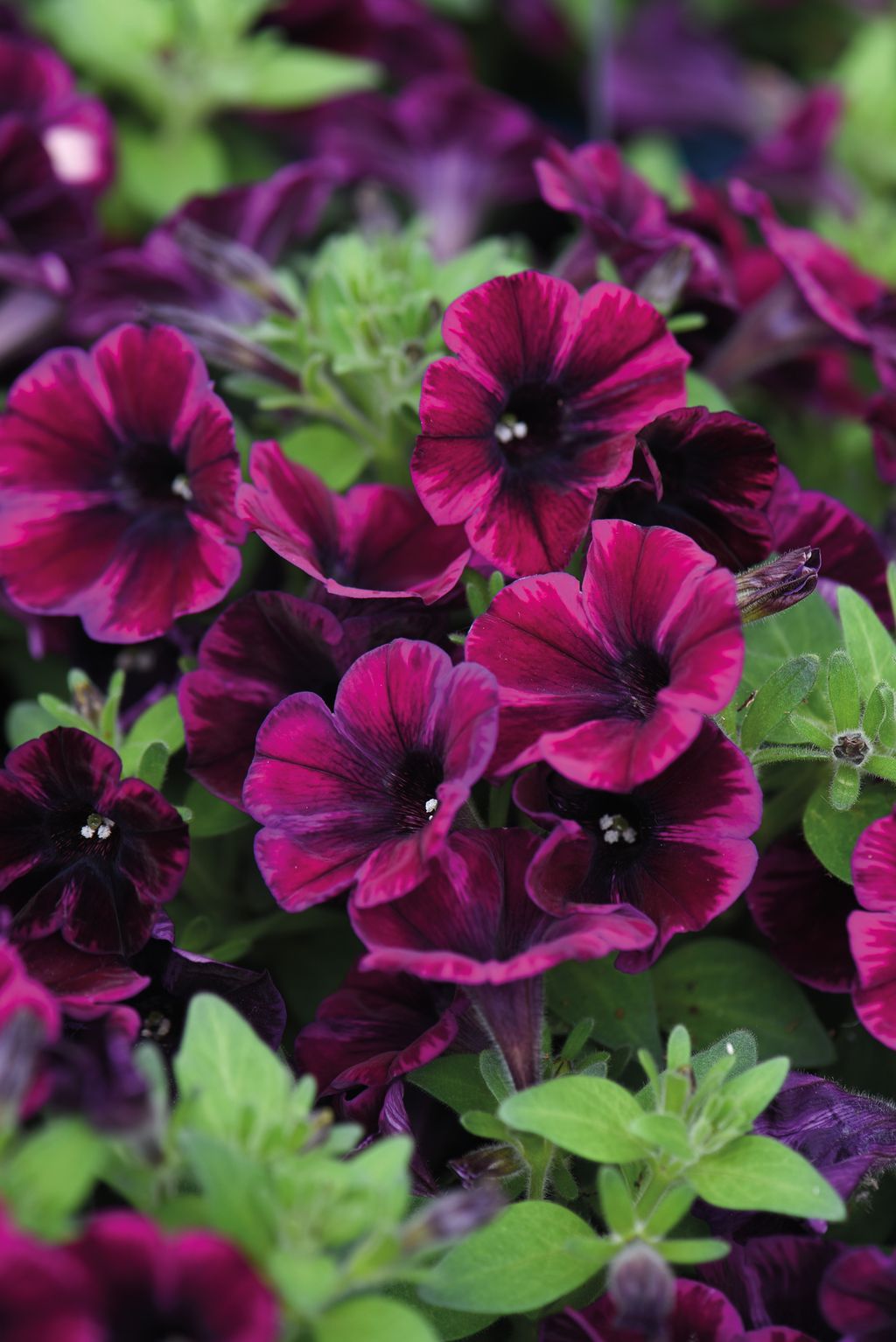 How to grow petunias add easy summer color to your garden Gardeningetc