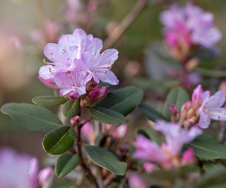 Pink azalea flowers