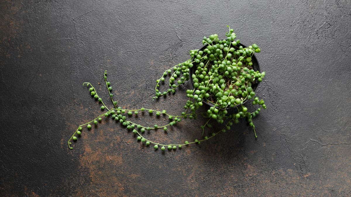 Why is my string pearls shriveling? 2 common causes Homes & Gardens