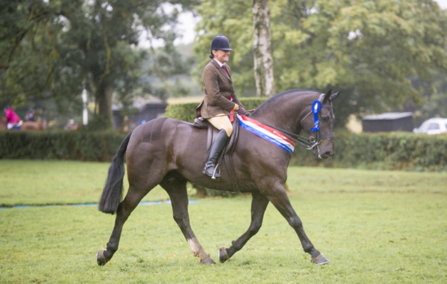 RIHS 29.07.2018 Amateur Cob Championship