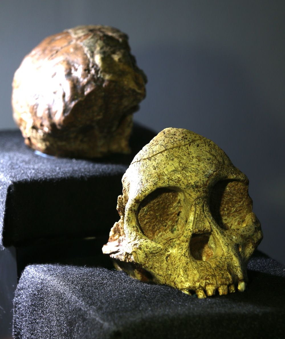 Taung Child Fossil