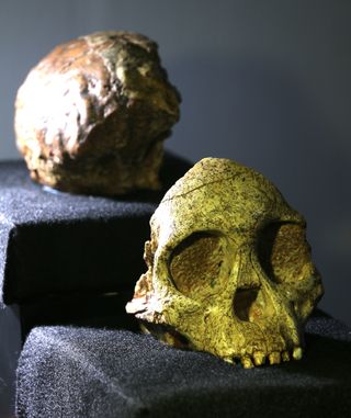 Taung Child Fossil