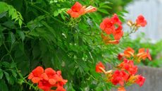 Red flowers of the trumpet vine, Campsis radicans, in a sunny garden 