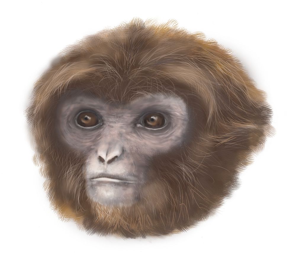 An artist&#039;s representation reveals what the newfound primate, &lt;em&gt;Pliobates cataloniae&lt;/em&gt;, would have looked like when alive some 11.6 million years ago.