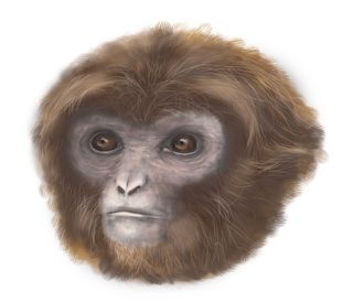 An artist's representation reveals what the newfound primate, <em>Pliobates cataloniae</em>, would have looked like when alive some 11.6 million years ago.