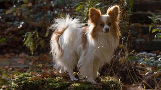 Papillon dog standing on mossy trunk