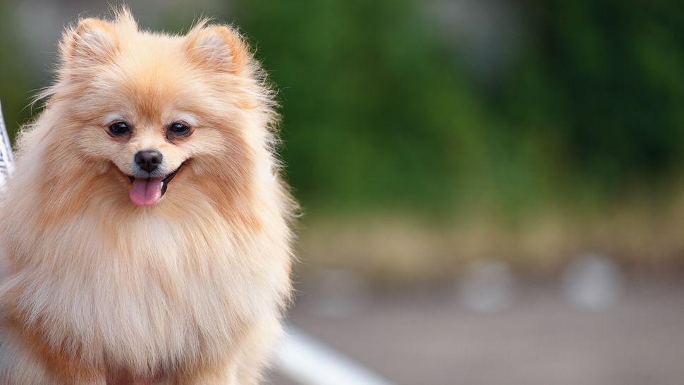 Sixteen best dogs for apartment living PetsRadar