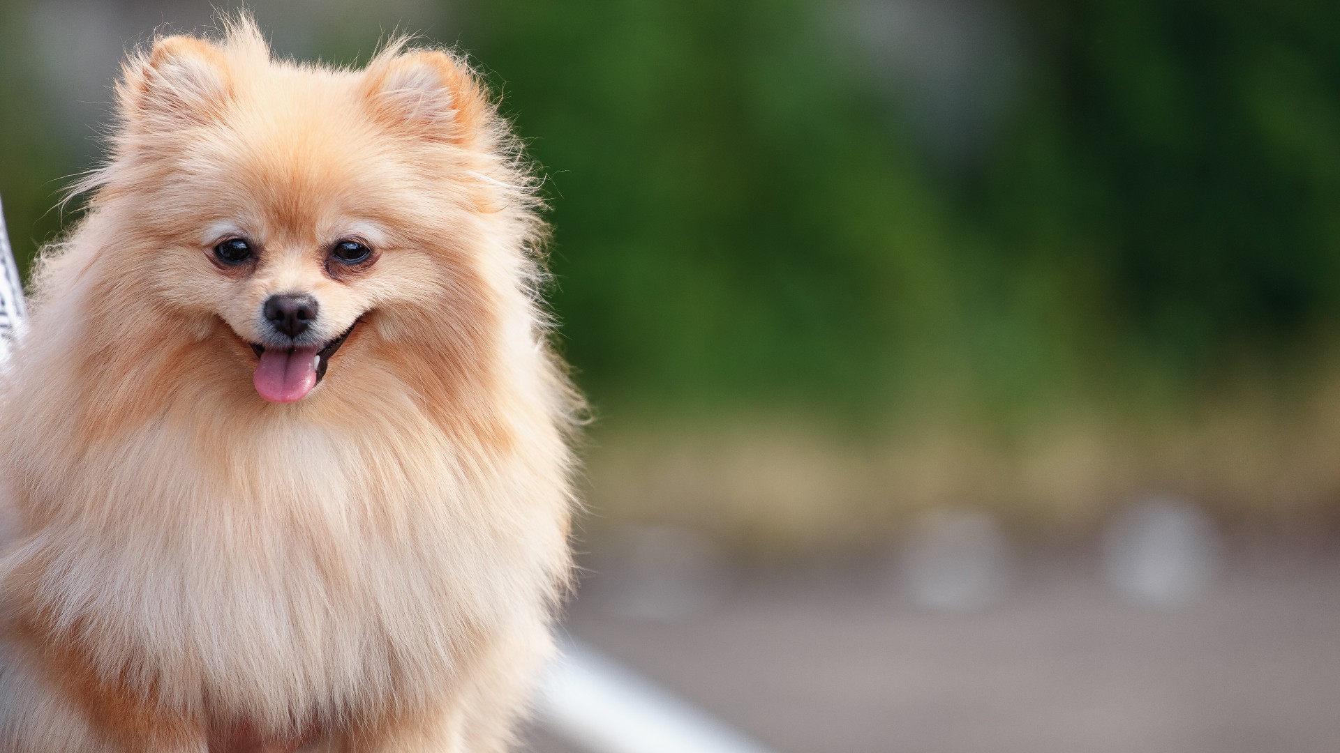 Close up of Pomeranian outside with blurred background