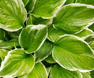 variegated hostas