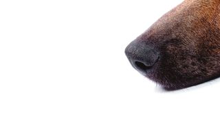 best ways to memorialize your pet — dog nose