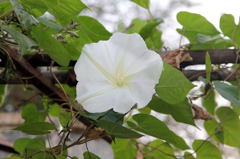 Care For Moonflowers How To Grow A Moonflower Vine Gardening Know How