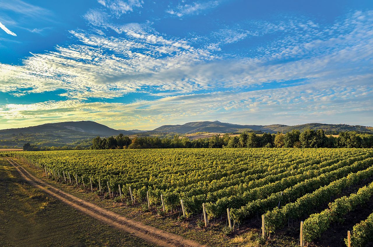 Serbia wines, Fru&amp;scaron;ka Gora region