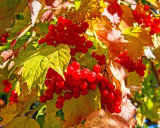 Viburnum rich with berries and fall color