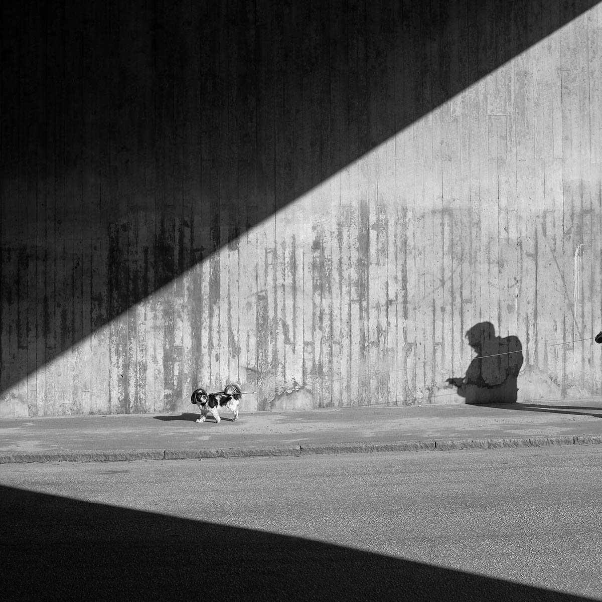 Dog walking down street in front of person's shadow