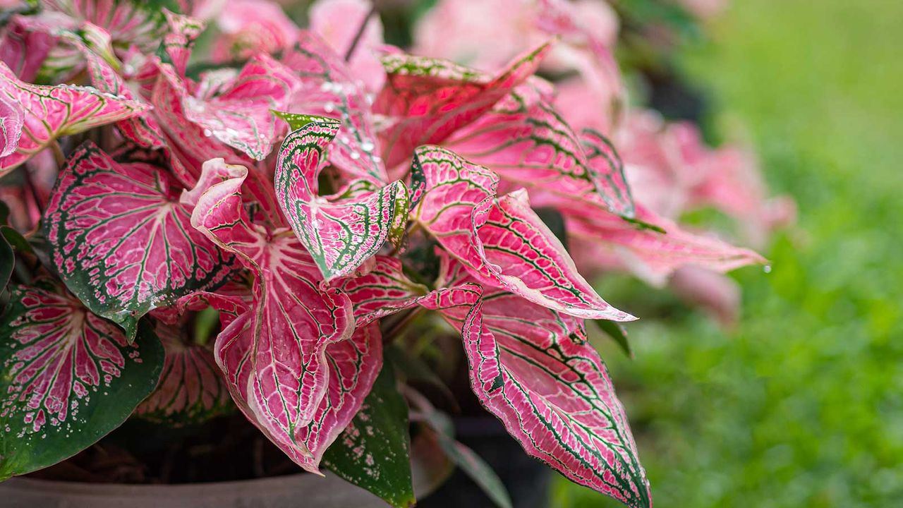 pink caladium leaves