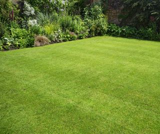 Neatly clipped lawn with flower beds in background