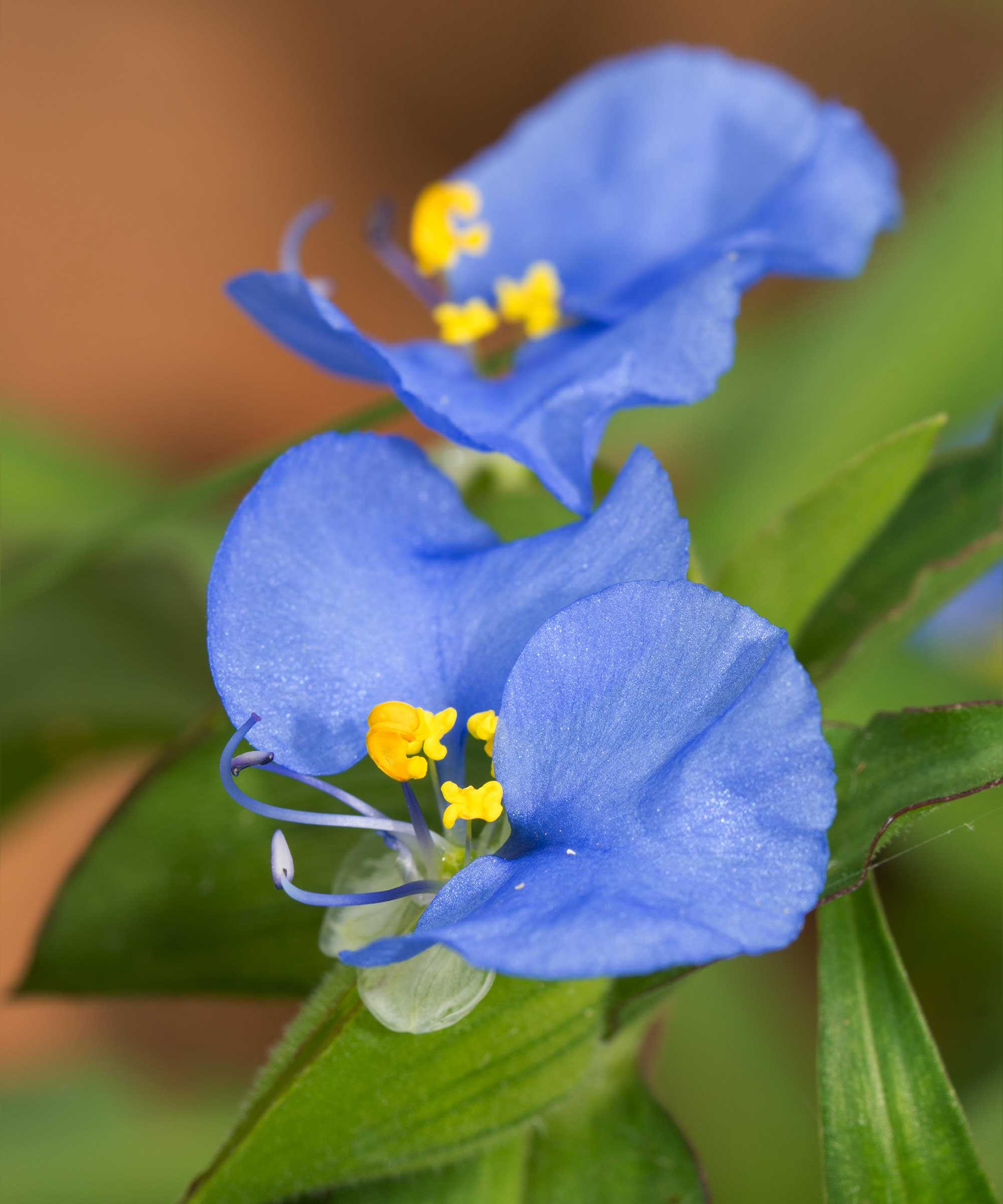 dayflower in bloom