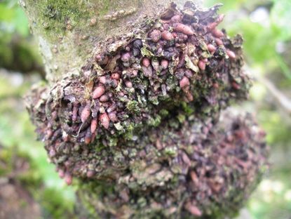 Burrknot Borers On A Tree