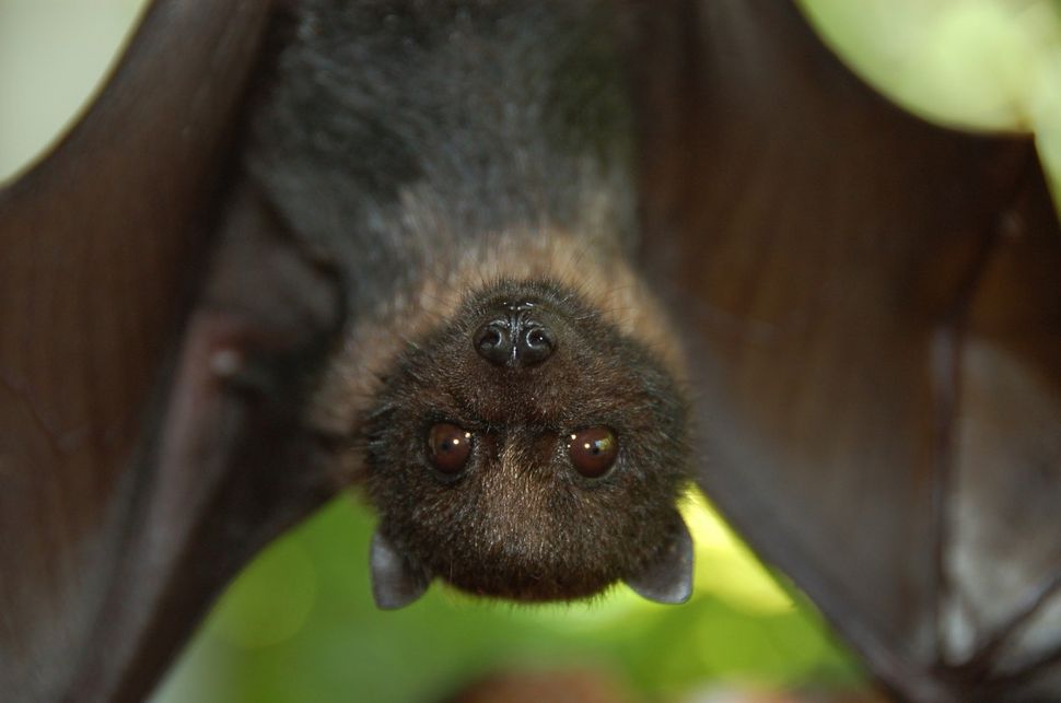 Bats With Eyes at Helen Barker blog