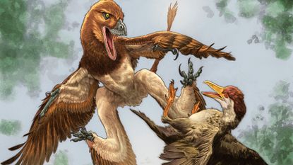 An illustration of a bird-like dinosaur attacking a bird.