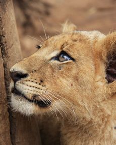 african lion