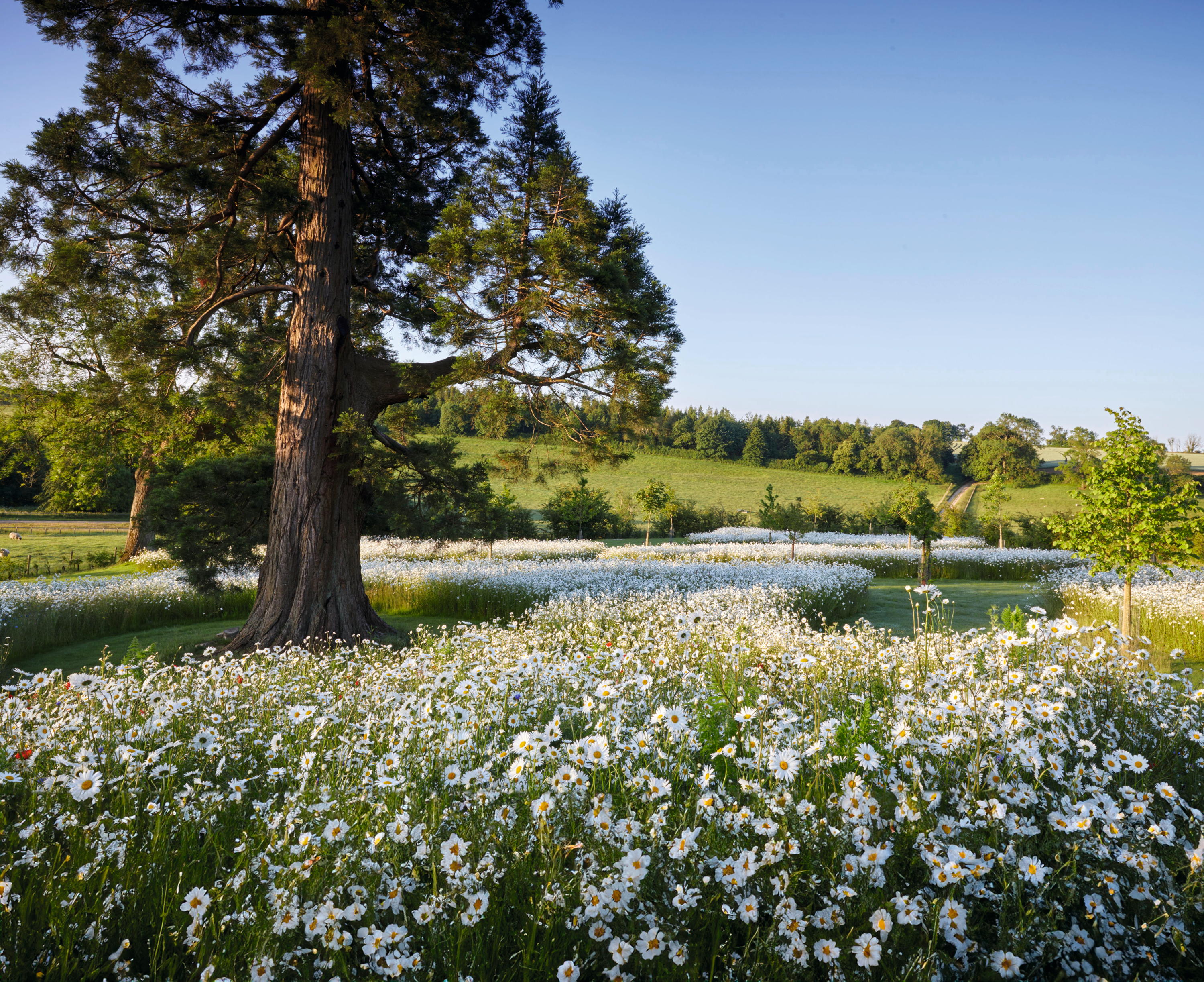 The garden at Hampnett House, Gloucestershire