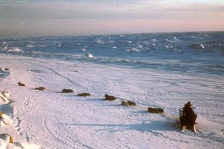 Dog sled team resting near Nome, Alaska