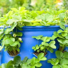strawberry plant with no fruit