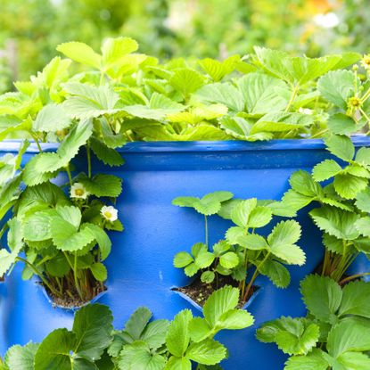 strawberry plant with no fruit
