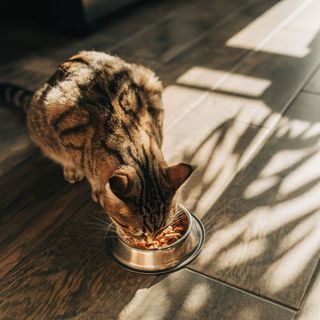 Cat eating from food bowl