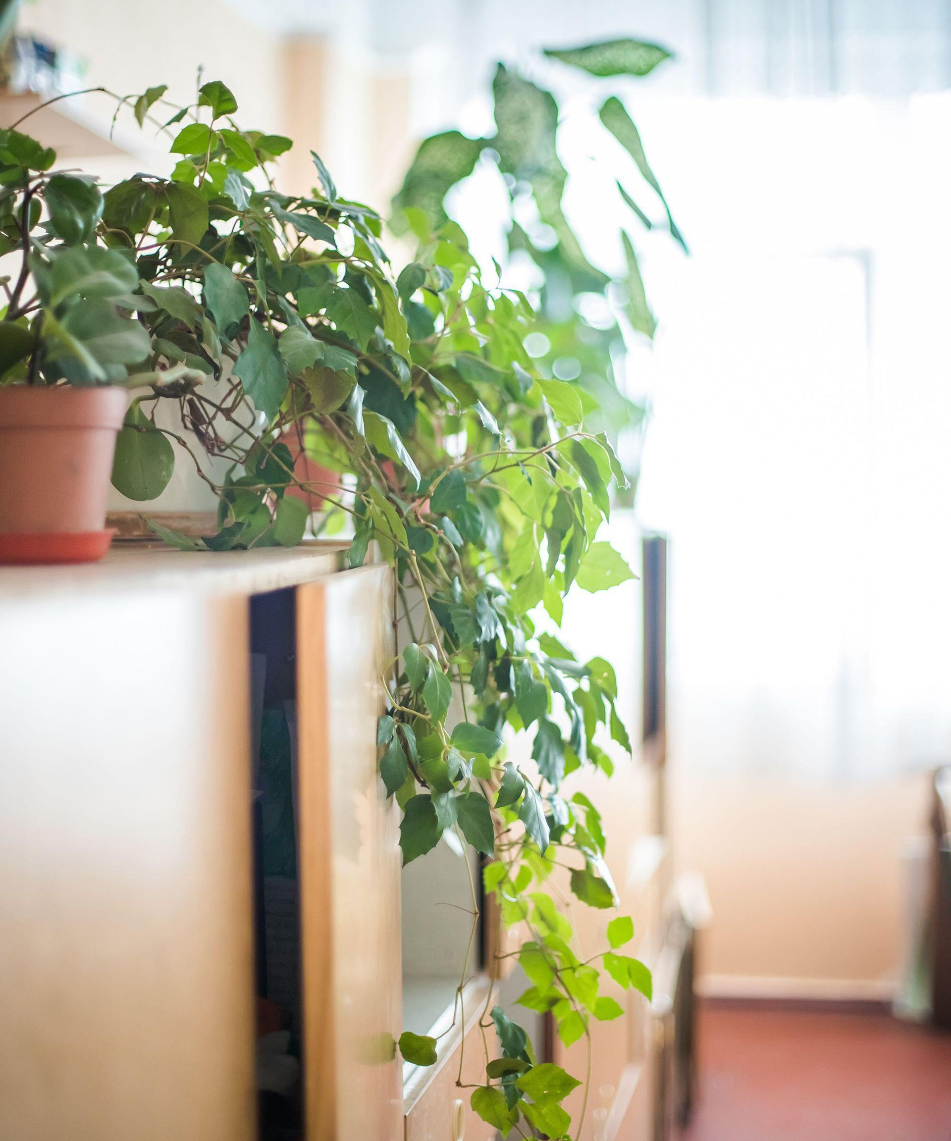 Best indoor hanging plants 12 trailing houseplants Gardeningetc