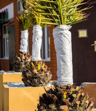 Three palm trees grown in pots with white plant covers to protect them in winter