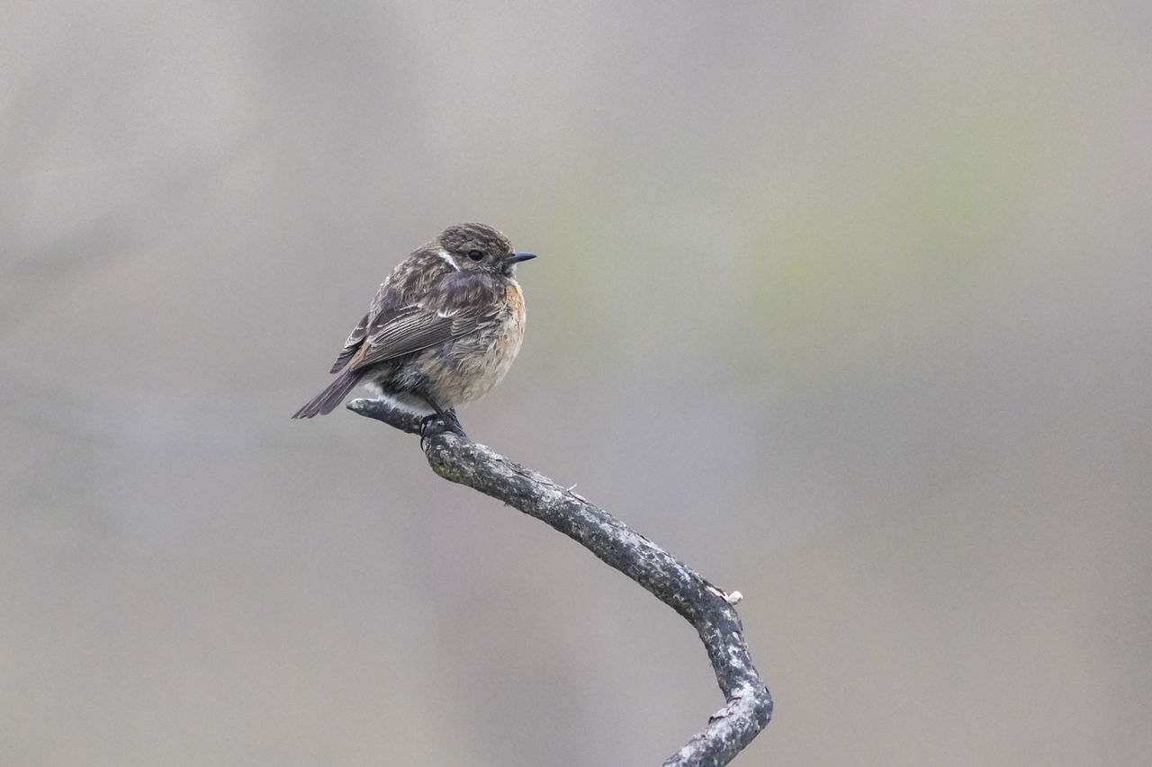 A bird on a branch at first light