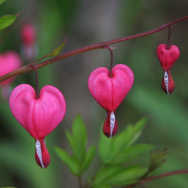 Luxuriant Bleeding Heart