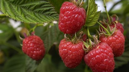 Up close view of red raspberries growing on a raspberry cane