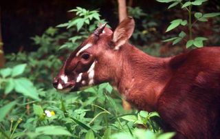 This juvenile female has just the beginnings of an impressive set of horns. A mature saola has very long, straight horns, with a slight curve at the end.