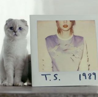 What Should Taylor Swift's Cat Olivia Benson Be For Halloween
