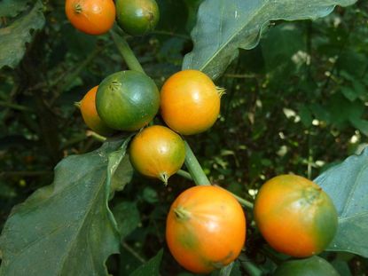 African Gardenia Plant With Orange-Green Fruits