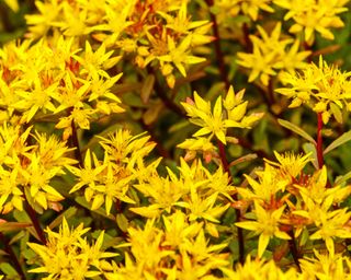 sedum Weihendstephaner Gold flowering in late summer